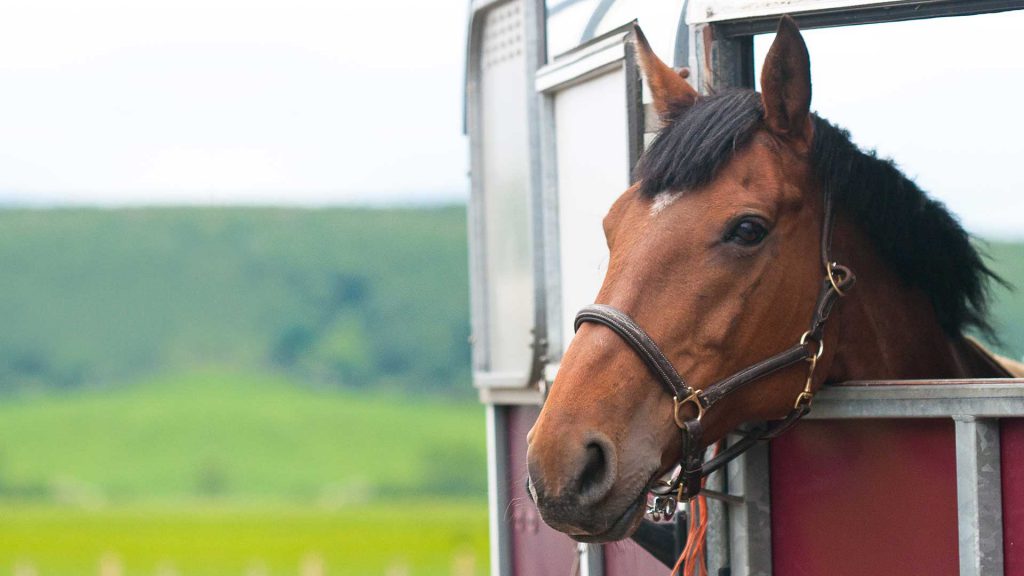 Horse Trailer Insurance from Sterling - Online quotes available