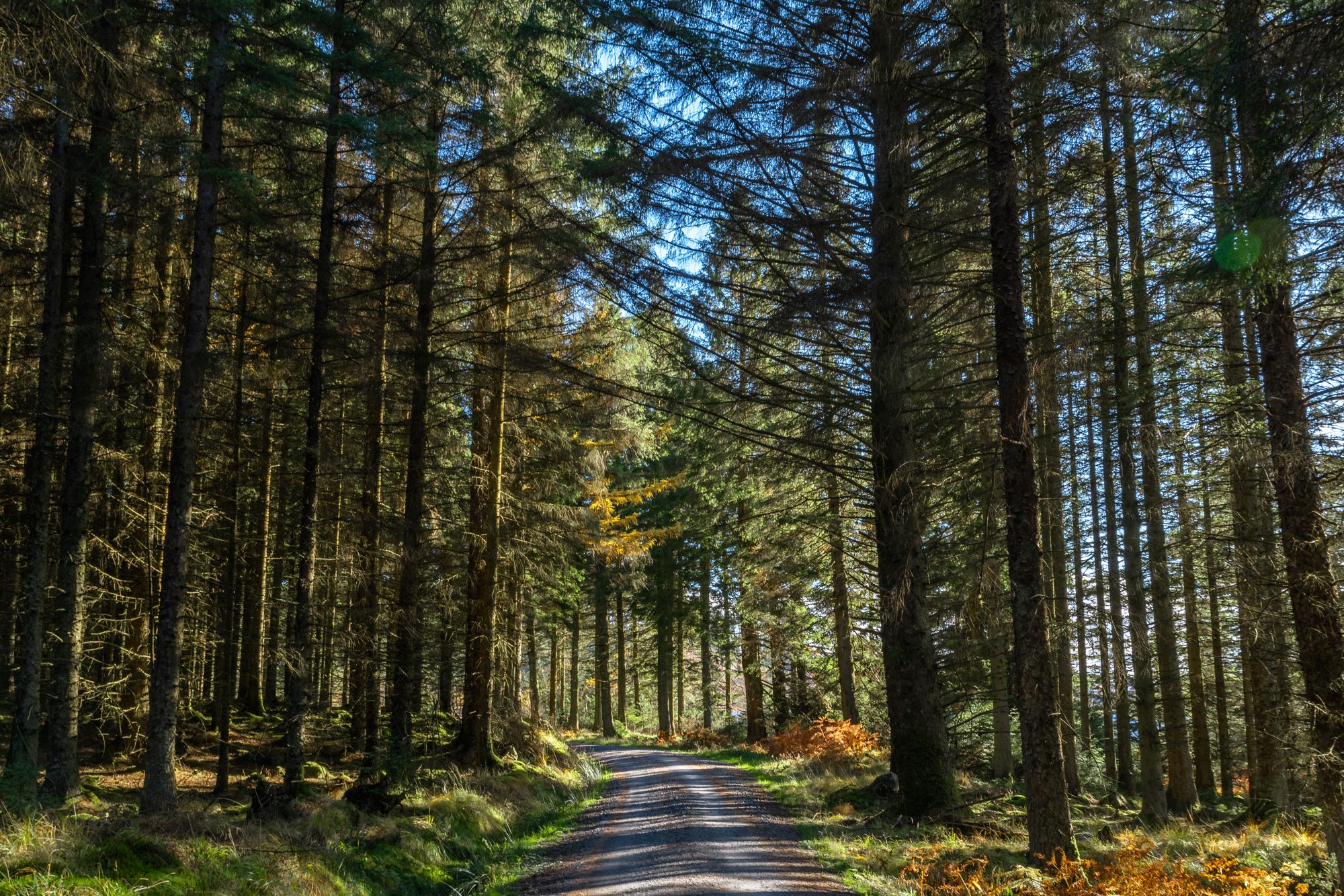 The best UK forest holidays | Sterling Insurance